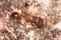 Formicidae_20170623_01b.jpg