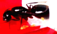 Camponotus-Larven.jpg