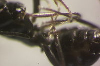 IMG_9856 Ameisenportal.JPG (369.85 KiB) 72263-mal betrachtet IMG_9856 Ameisenportal.JPG