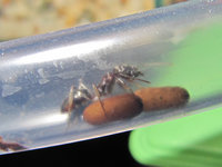 Odontomachus haematodus Verbindungsschlauch.JPG (547.84 KiB) 105130-mal betrachtet Odontomachus haematodus Verbindungsschlauch.JPG