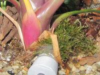 Odontomachus haematodus Nesteingang.JPG (665.78 KiB) 105130-mal betrachtet Odontomachus haematodus Nesteingang.JPG