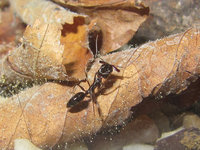 Odontomachus haematodus.JPG (1.51 MiB) 105101-mal betrachtet Odontomachus haematodus.JPG