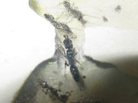 Odontomachus haematodus Gyne.JPG (410.94 KiB) 105128-mal betrachtet Odontomachus haematodus Gyne.JPG
