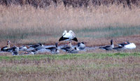 1-Reinh.Teich-31.12.18_1243.jpg