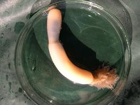1280px-Priapulus_caudatus.jpg (449.06 KiB) 127386-mal betrachtet 1280px-Priapulus_caudatus.jpg