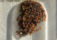 4-T.aff.Wi-Traube_1309a.jpg (704.67 KiB) 54000-mal betrachtet 4-T.aff.Wi-Traube_1309a.jpg